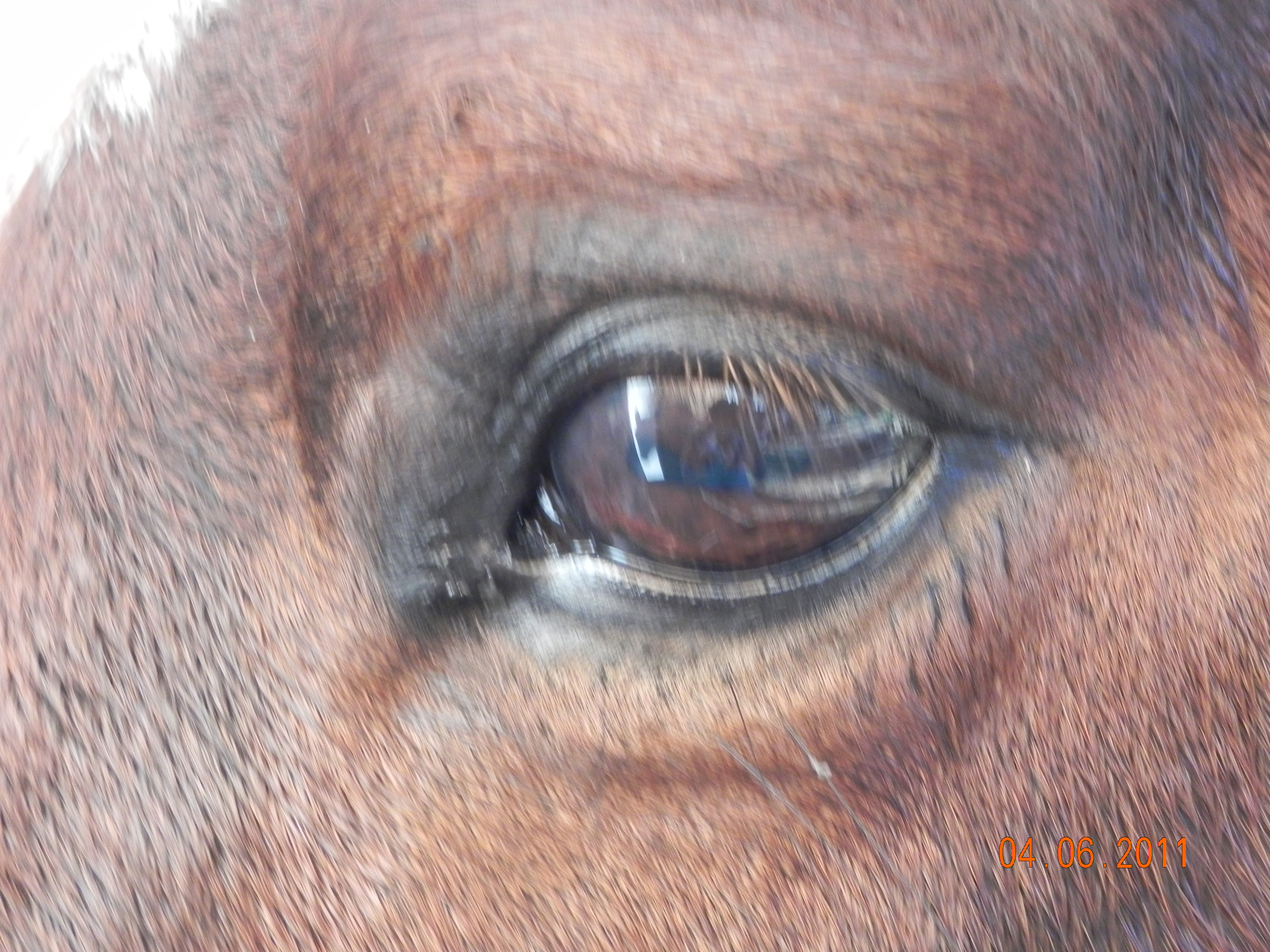 darcy eye 5